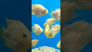 #15 Binny Mill Underwater Fish Aqua Tunnel Exhibition 2023 🐟🐠 | National Consumer Fair Bangalore