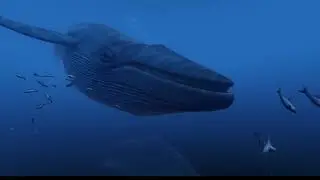 Come experience  The Blu @ Evolution VR