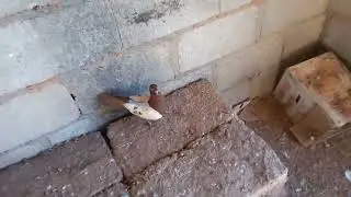 صيد طير الماني