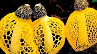 Beautiful, Colorful Mushrooms (HD1080p)