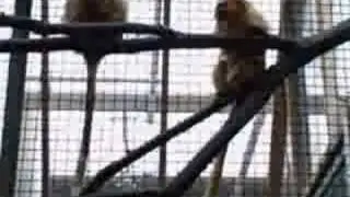 THE SMALL MAMMAL HOUSE (the zoo)