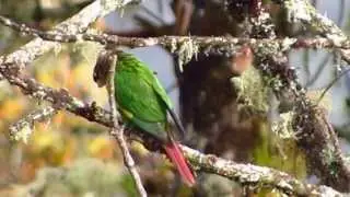 ENDEMIC  - Flame-winged Parakeet - Pyrrhura calliptera - Brown-breasted Parakeet - Chingaza  Park