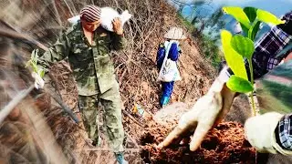 Primitive Forest Reforestation: Overcoming Challenges with Ancient Techniques