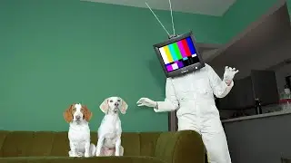 Dogs vs TV Head in Real Life Prank: Funny Dogs Maymo & Potpie Find out if TV HEAD is Real!
