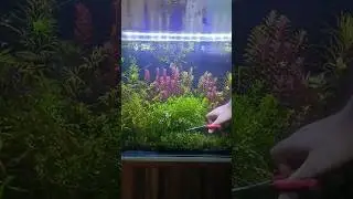 How to trim aquarium plants