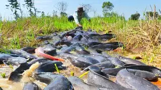 Traditional Catfish Harvest in Rice Fields Hand Catching Catfish in Shallow Water | Amazing Fishing