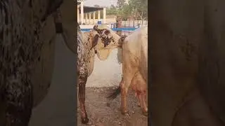 Cholistani Breeding Bull And Cow
