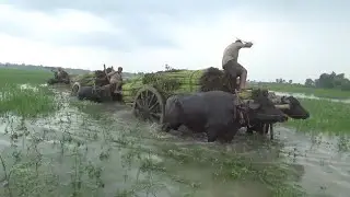 Three Jute loded buffalo cart Ride ll Village filed stuck mud Road