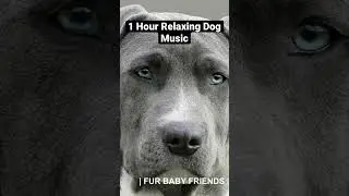 1 Hour of Dog TV to Calm Anxiety and Reduce Stress #dog #music