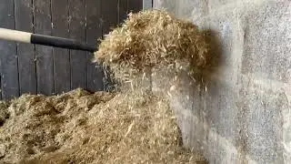 Equisupplies Chopped Wheat Straw