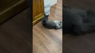 Mainecoon Loki's Desperate Mission: Retrieving His Lost Toy