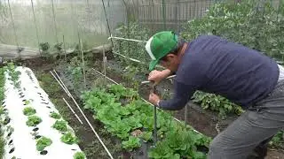 菜園だより200427メロン植え・トマト支柱立て
