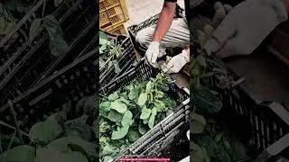 Handheld Edamame Harvesting Tool for Fast Soybean Pod Picking up to 120 kg/day