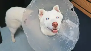 MY PUPPY IS IN THE HOSPITAL!