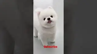 cute little pet video #shorts #backtobasis #dog #cat #animal #Animal lover {love is life }