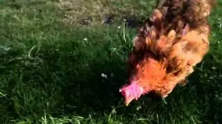 Our Ex Battery Chooks