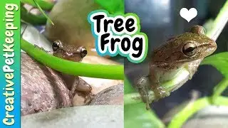 I RESCUE a Cuban Tree Frog