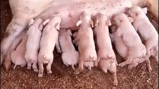 PORCA PARIDA DA LUCRO??