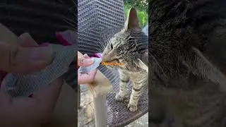 Katzensnack