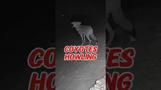 Coyotes Howling. What Does It Mean?