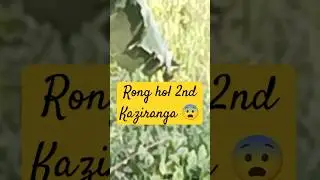 Rong hol 2nd kaziranga😨#shortsfeed#animals #rhinoceros#views #viralshort#highlights #cartoon#shorts