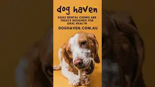 Dog's Dental Chews are treats or chew toys specifically designed to promote oral health.