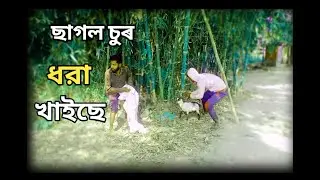 ছাগল চোৰ ধরা খাইছে ! মজাৰ Video দেখোন ! Most Funny #trending  video , Jabasdast Masti | OTP-2 |