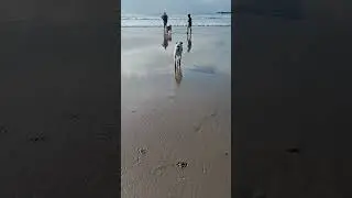 DOG BEACH SAN DIEGO 1 reframe
