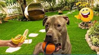 The Funniest Pet Videos Compilation 😹🐶 Funny Animals That Will Make You Laugh Until You Die 🐾