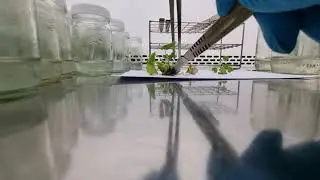 Strawberry tissue culture