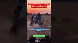जंगल में दिखा अजीब रहस्यमयी जीब #ViralVideo #ShockingVideo #MysteriousCreature#TrendingReels