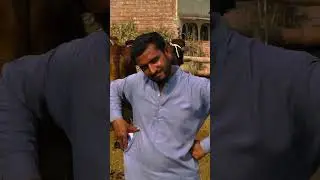 Top beautiful Sahiwal cholistani calf #shortvideo #foryou #reelkarofeelkaro