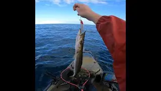 Westernport Bay Fishing, Shoreham Beach, Giant Couta and Snook!
