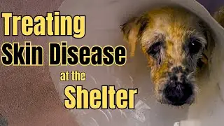 How We Are Treating Skin Disease in Our Rescue Dogs |  Inside a Thai Dog Shelter