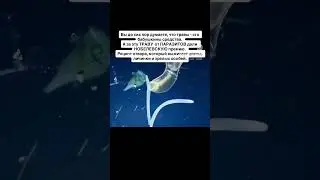 Травы от паразитов,за которые дали Нобелевскую премию! #паразиты #травы #фитотерапия #полынь #глисты