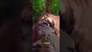 बाघ ने मगरमच्छ को सबक सिखाया। | The Tiger Hunt Crocodile A Lesson And Made It Its Prey. | #shorts