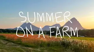 Summer on a dairy farm in Norway 