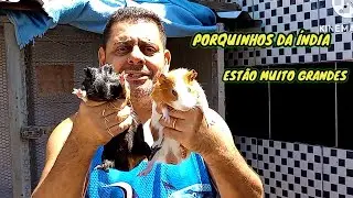 CRIAÇÃO DE PORQUINHOS DÀ INDIA GESTAÇÃO E CASA NOVA .