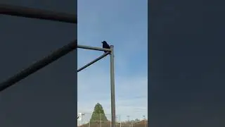 what you want Jimmy the crow