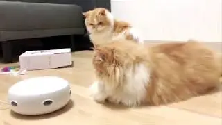 SMART CAT TOY ^_^  ของเล่นแมวอัจฉริยะ