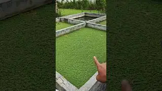 hari ke 16 setelah menanam azolla di kolam beton🔥#azolla #kolamikan