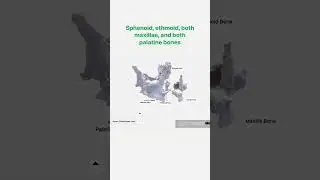 Vomer - Anatomy Quiz