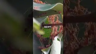 The Secret World of Ant Super-colonies!