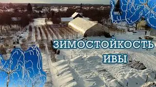 Зимостойкость штамбовых форм ивы. Видео-обзор. Русская ива.