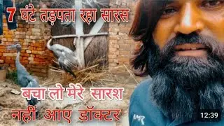 7 घंटे तड़पता रहा सारस आधी रात को आये डॉक्टर #Doctor  #saras @Arifgurjar191 #yt  #arif #our #saras