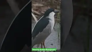A night heron enjoying the rain #wildlife #nature #bird #birdlovers #naturelovers #nightheron #heron