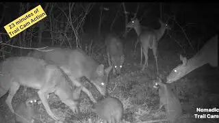 23 Trail Cam minutes of Deer, Coyotes, Raccoons and Hogs- Moultrie Mobile Delta Base Trail Cam