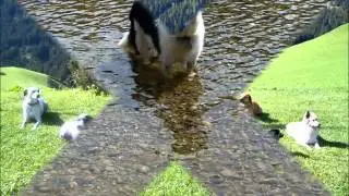 Hundeschule Schorr - &Uuml;berlegungen vor dem Hundekauf