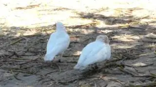 Amazing courtship behaviour of Australian animals: Long-billed Corella