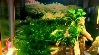 Афиосемион гарднера Fundulopanchax gardneri